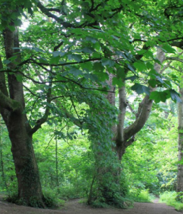 Portalegiovani Portalegiovani