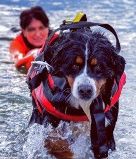 Pegaso per la solidariet&agrave; della Regione Toscana alla Scuola Italiana Cani Salvataggio Firenze