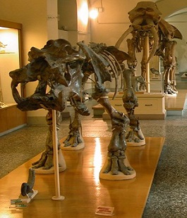 Portalegiovani