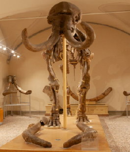Portalegiovani Portalegiovani